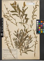 Foto von Salix purpurea L.